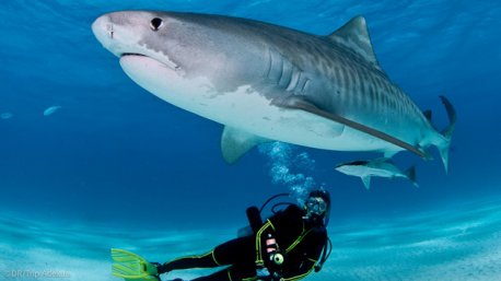 Votre croisière plongée avec les requins aux Bahamas