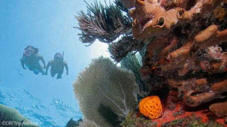 Votre croisière plongée en famille aux Bahamas
