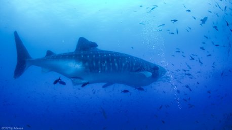Des plongées inoubliables avec les requins baleines aux Galapagos