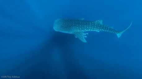 Nagez avec les plus belles espèces sous-marines de l'Océan Indien