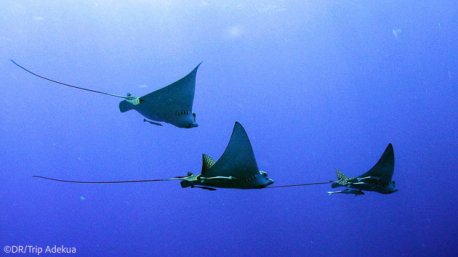 Plongez avec les raies mantas aux Bahamas