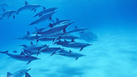 Requins, dauphins et autres espèces de la mer Rouge à votre rencontre