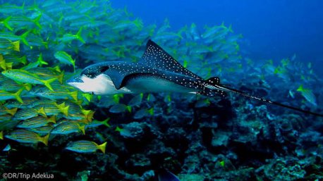 Plongées de rêve à Isla del Cano au Costa Rica