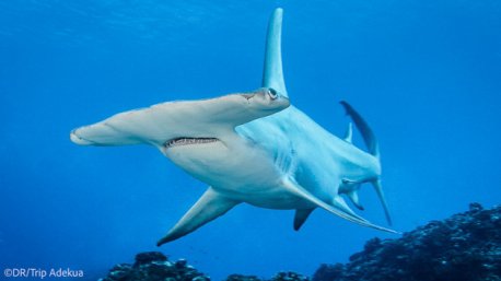 Plongez avec les requins marteaux en Polynésie