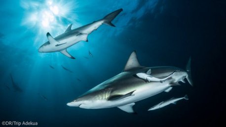 Plongez avec les requins en Afrique du Sud