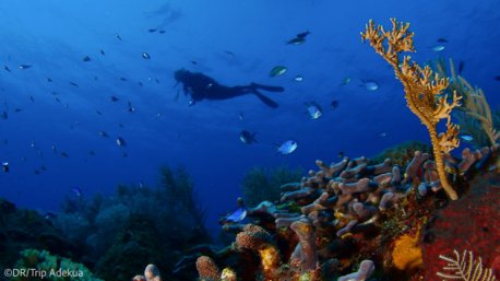 Découvrez les plus beaux sites de plongée pendant votre séjour à Cuba