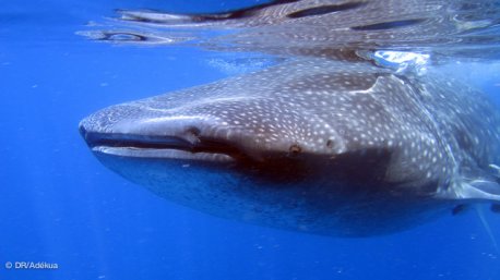 Nager avec les requins baleine au Mexique