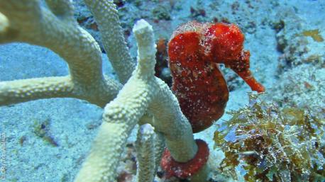 Vos guides diplômés vous feront découvrir le meilleur de la plongée à Tobago