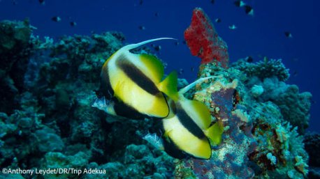 Des immersions inoubliables dans les fonds marins de mer Rouge en Egypte