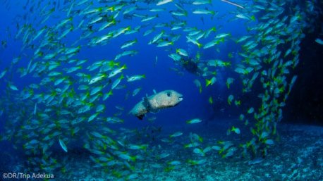Votre séjour plongée combiné dans les îles du Cap Vert