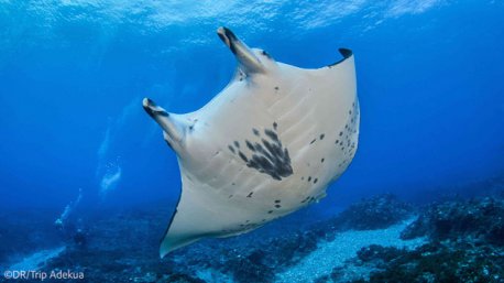 Plongez à la découverte des plus belles espèces de Polynésie
