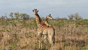 Avis séjour plongée et Safari au Mozambique et en Afrique du Sud