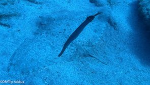 Avis séjour plongée aux Canaries