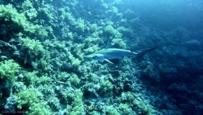 Avis croisière plongée en mer Rouge en Egypte