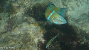 Avis vacances plongée aux Canaries