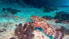 Avis séjour sur les sites de plongée du Cap Vert