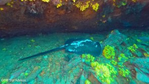 Avis vacances plongée au Cap Vert