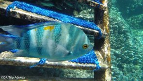 Avis séjour plongée pour découvrir les plus beaux sites de mer Rouge
