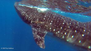 plonger avec les requins baleine au Mexique