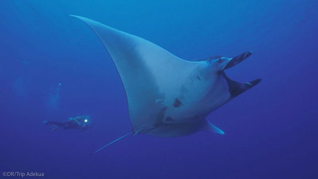 Plongez avec les raies mantas en Thaïlande