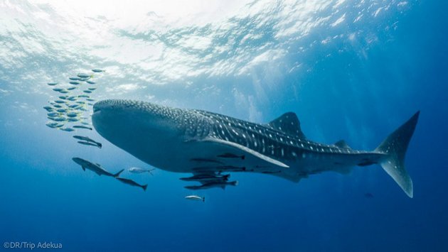 Plongez avec les requins-baleines en Thaïlandes
