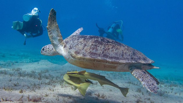 Votre séjour Dive Master en mer Rouge