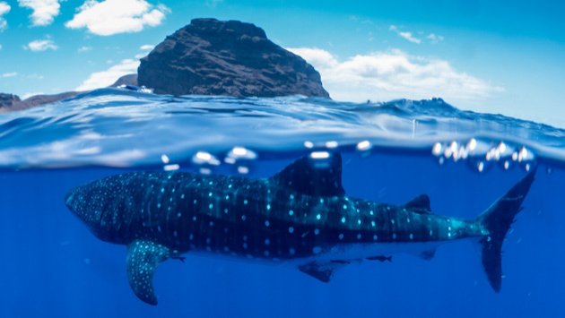 Plongez avec les requins baleines en Atlantique Sud