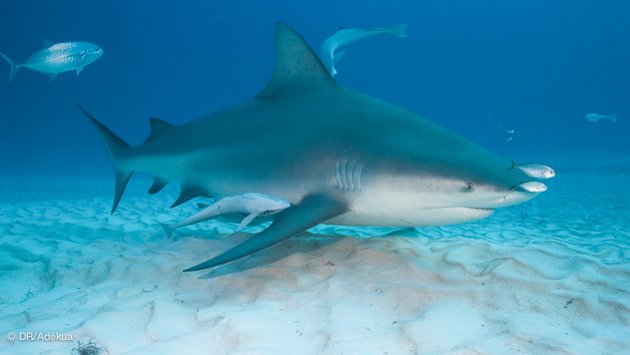 plonger avec le requin bouledogue au Mexique