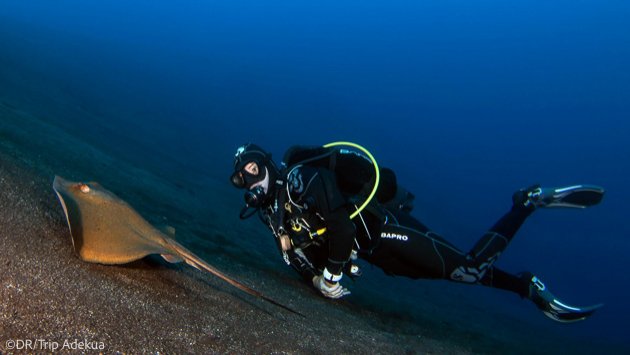 Plongées inoubliables à El Hierro aux Canaries