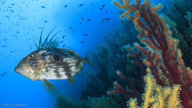 Les plus belles plongée de Costa Brava pour vos vacances